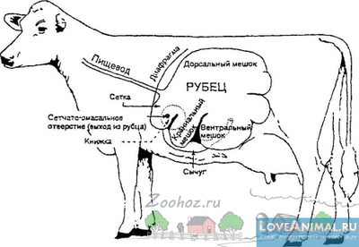 Структурата на крава стомаха