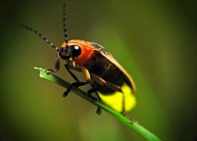 Firefly - декориране на насекоми нощ