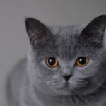Цвят котка, британска
