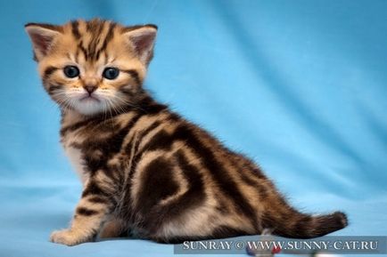Дундест (таби) Цвят на британската котка - на Британските цветове, Sunray - разсадник на британските котки