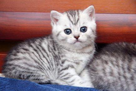 Дундест (таби) Цвят на британската котка - на Британските цветове, Sunray - разсадник на британските котки