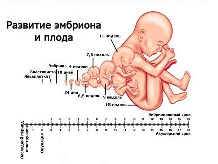 правила Таблица fetometry плода от седмица, идеалното I
