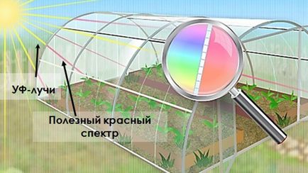 Оранжерии със собствените си ръце, изработени от поликарбонат, рисунки, видео