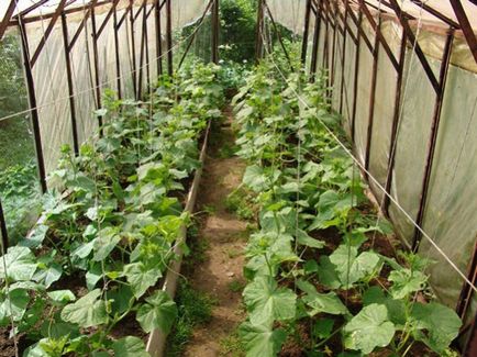 Технологията на отглеждане на краставици в оранжерията през зимата и не само