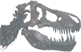 Тиранозавър - хищни динозаври
