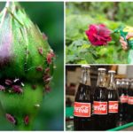 Листни въшки по розите - как да се борят народни средства и химикали
