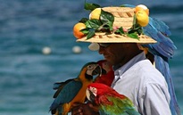 Топ 10 причини смъртта папагали