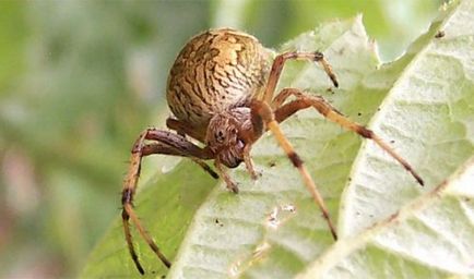 Топ 25 причини, поради които паяци са изключително ужасяващи, но много интересни