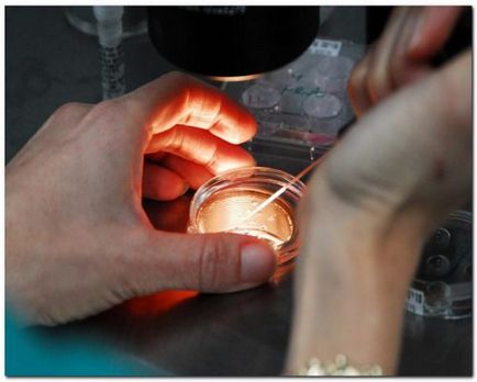 Ембриони трансплантация в технологията на животните и методи