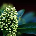 Hemlock - цвете засаждане и грижи, отглеждане, размножаване, описание, снимка
