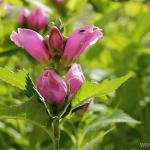 Hemlock - цвете засаждане и грижи, отглеждане, размножаване, описание, снимка