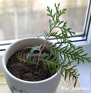 Thuja дома поддръжка, озеленяване, развъждане