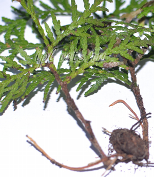 Thuja дома поддръжка, озеленяване, развъждане