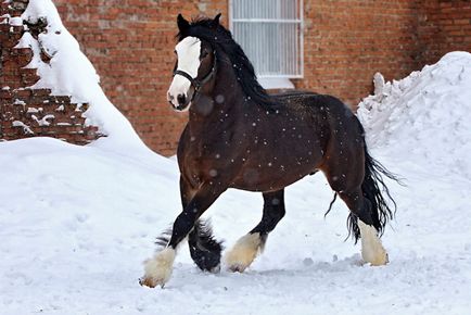 Тежка категория - най-големите и силните коне (20 снимки)