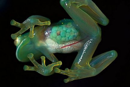 Невероятно жаба - отровен, окосмената, летене