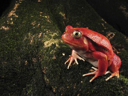 Невероятно жаба - отровен, окосмената, летене