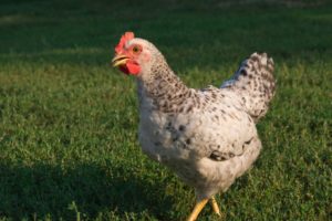 Univesalny Пушкин пилета порода и характеризиране на неговата ефективност