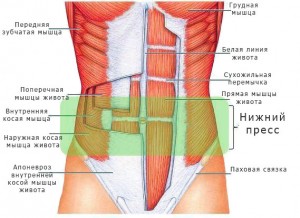 Упражнения за по-ниско преса 14 упражнения за напомпване на долната преса