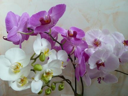 Грижа drendrobiumom у дома - да се грижи за орхидея правилно