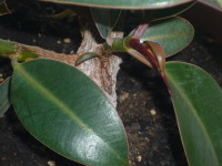 Грижа Ficus у дома, саксийни растения