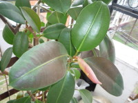 Грижа Ficus у дома, саксийни растения