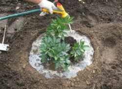 Грижа божури условия за отглеждане и грижа за божури видове градински растения