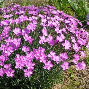 Научете повече за Dianthus deltoides засаждане характеристики и се грижи за нея