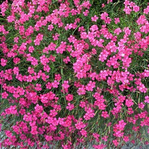 Научете повече за Dianthus deltoides засаждане характеристики и се грижи за нея