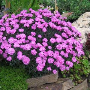 Научете повече за Dianthus deltoides засаждане характеристики и се грижи за нея