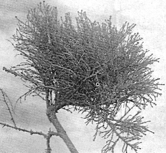 метла на вещицата - вирусни и гъбични заболявания на дървета - Градина Сибир