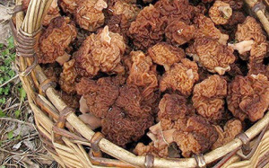 Spring Morel гъби и линии, Rybinsk (гъби) Пролет Морел гъби и линии, Рибинск