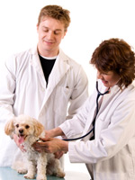 Ветеринари - ветеринарната професия
