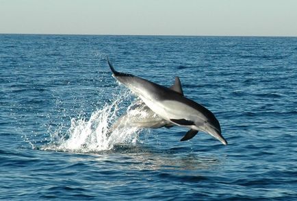 видове делфини