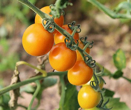 Чери домати растат в страна, видео