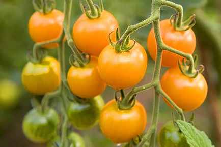 Чери домати растат в страна, видео