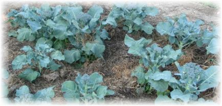 Отглеждане броколи в открито поле и оранжерията