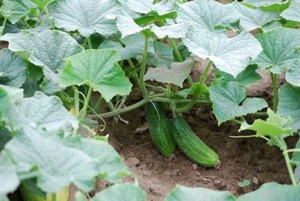 Отглеждане краставици в подготовката на зимния почва, технологии, сортове, засаждане и грижи
