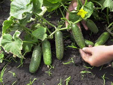Отглеждане на разсад от краставици в оранжерия и домашно видео, засяване и грижи за разсад