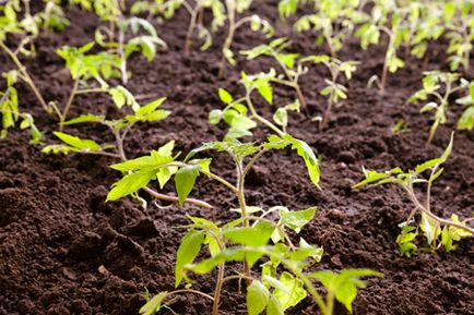 Отглеждане доматен разсад за парникови съвети Ganichkina