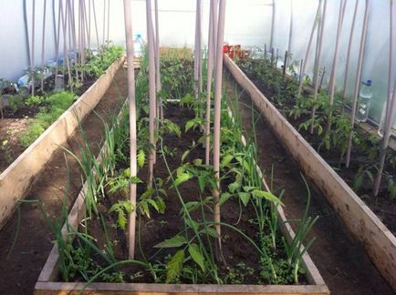 Отглеждане доматен разсад в торф пелети