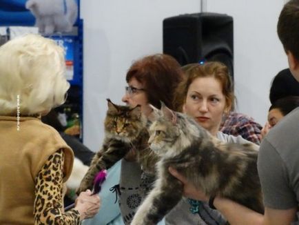 Cat шоу в Москва през 2017 г. Графикът и датите