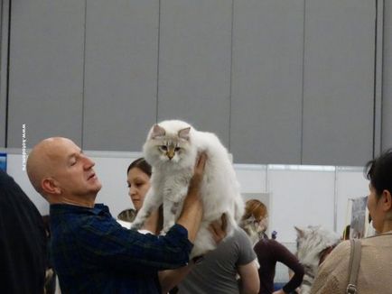 Cat шоу в Москва през 2017 г. Графикът и датите