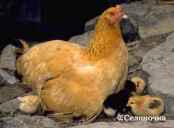 пилета приключи по време седящи - selyanochka - портал за фермерите, селското стопанство, животновъдство,