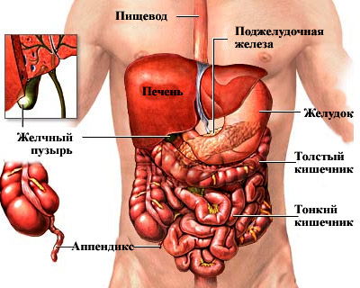 Вътрешните органи - това боли диагноза и симптоми