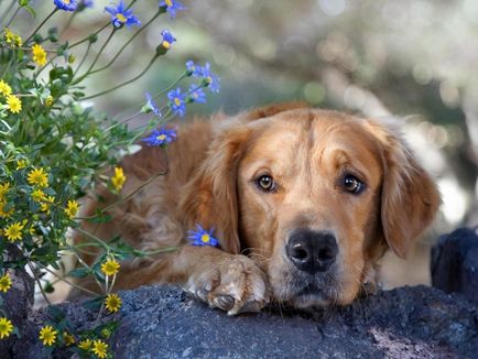 Пневмония при кучета причинява симптомите, лечението