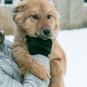 Вземете си кученце или sobaku- тийнейджър от приют в добри ръце