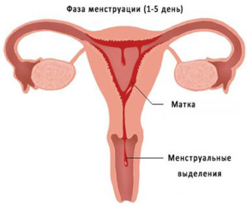 Информация за менструация при юноши - момичета