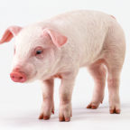 Всичко за дома съдържание свине за разплод, грижи и отглеждане на прасетата