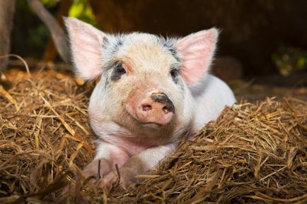 Всичко за дома съдържание свине за разплод, грижи и отглеждане на прасетата