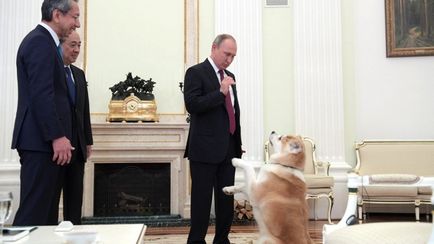 Информация за кучета, където Путин Лабрадор Кони, ако Бъфи JME приятели, съдбата пудел Тоси, новини